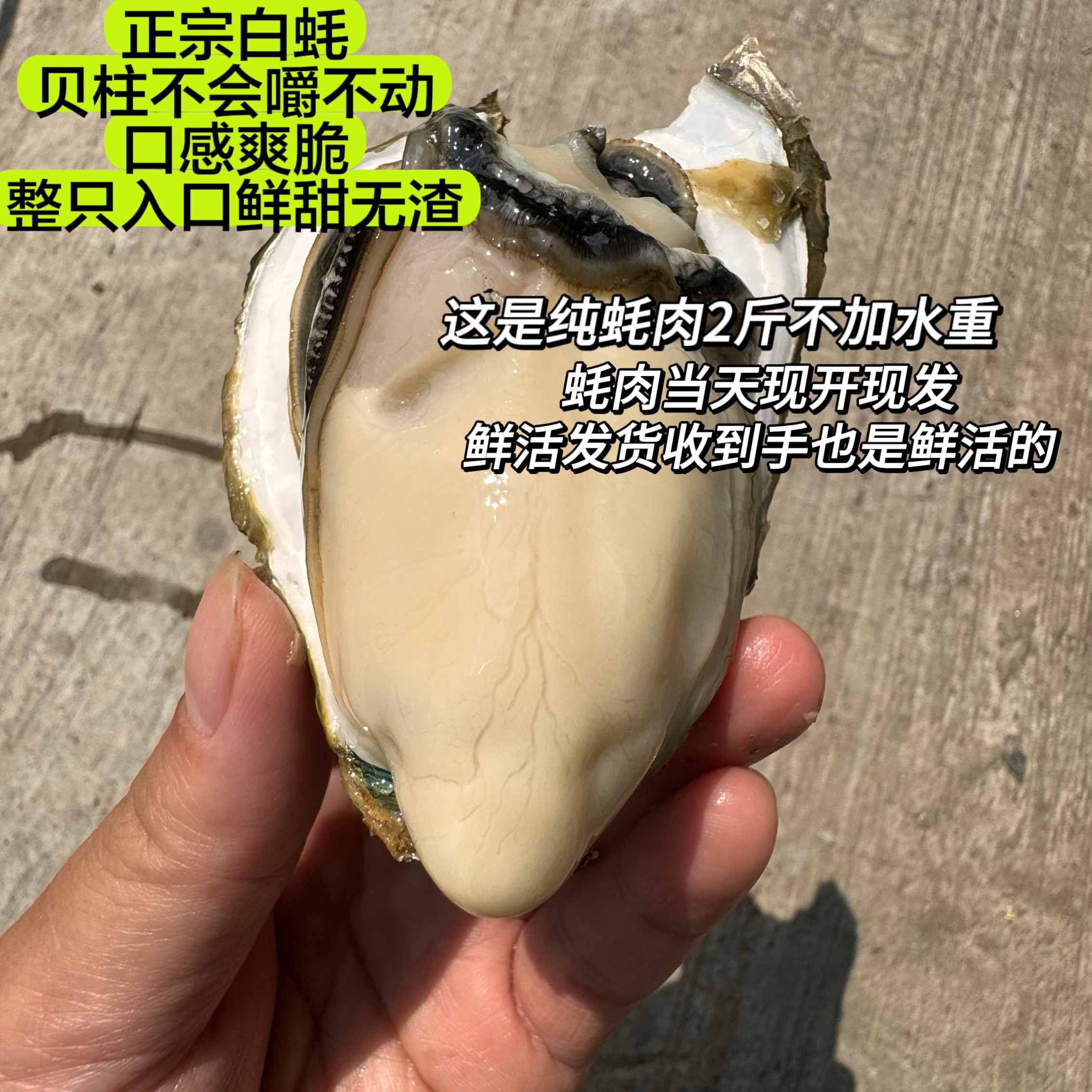 海鲜梦程村咸水白蚝净蚝肉2斤装包邮每天现开现发正宗脆蚝