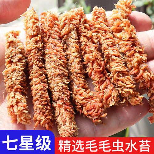 智利毛毛虫水苔粗状植料