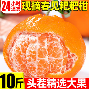 春见耙耙柑桔子新鲜10斤当季甜蜜橘时令应季水果橘子整箱粑粑柑橘