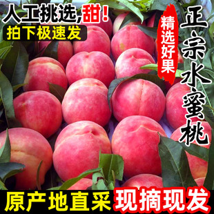 现摘新鲜桃子红美人水蜜桃10斤脆桃毛桃当季孕妇水果5斤