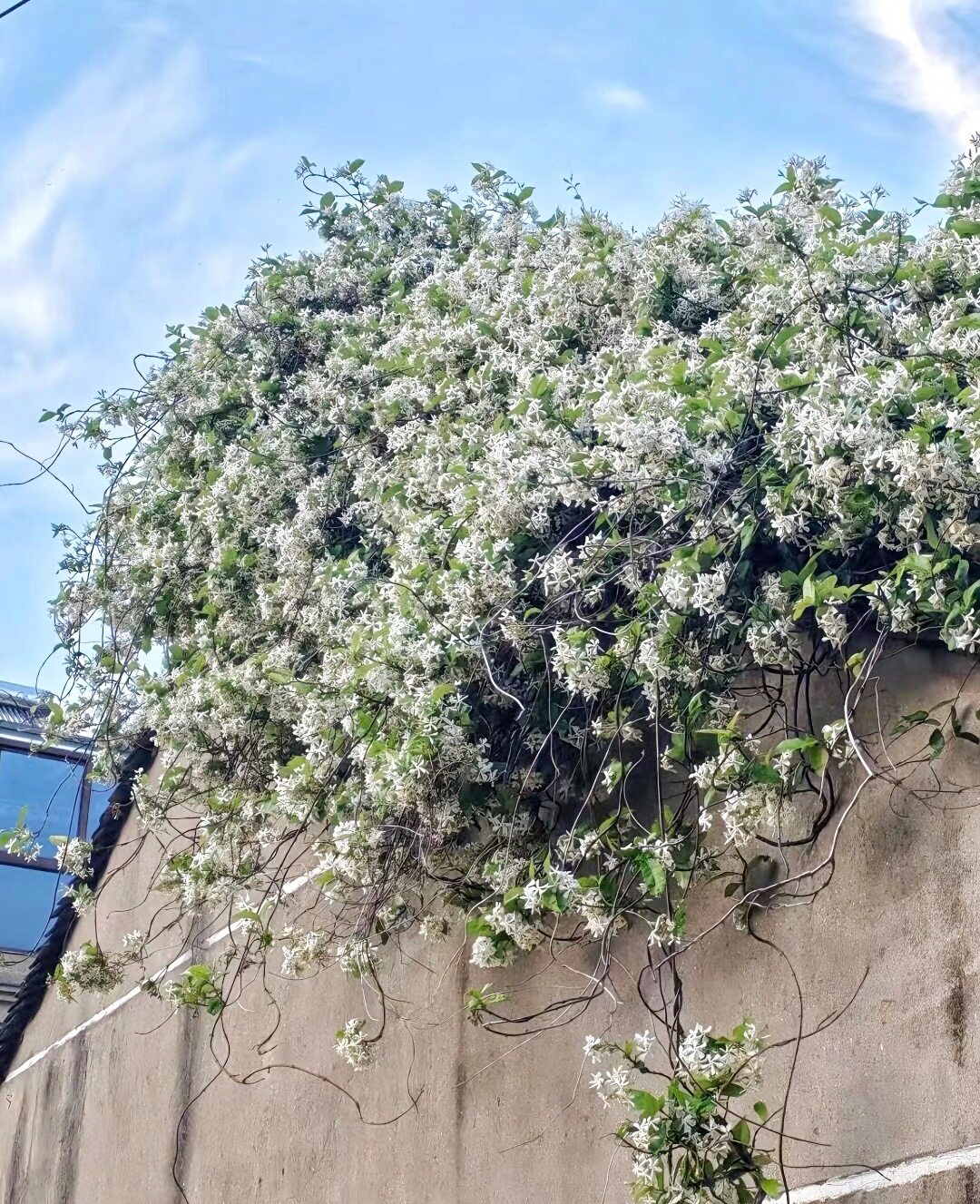 白色风车茉莉大苗 浓香爬藤花卉绣球/木绣球/圆锥乔