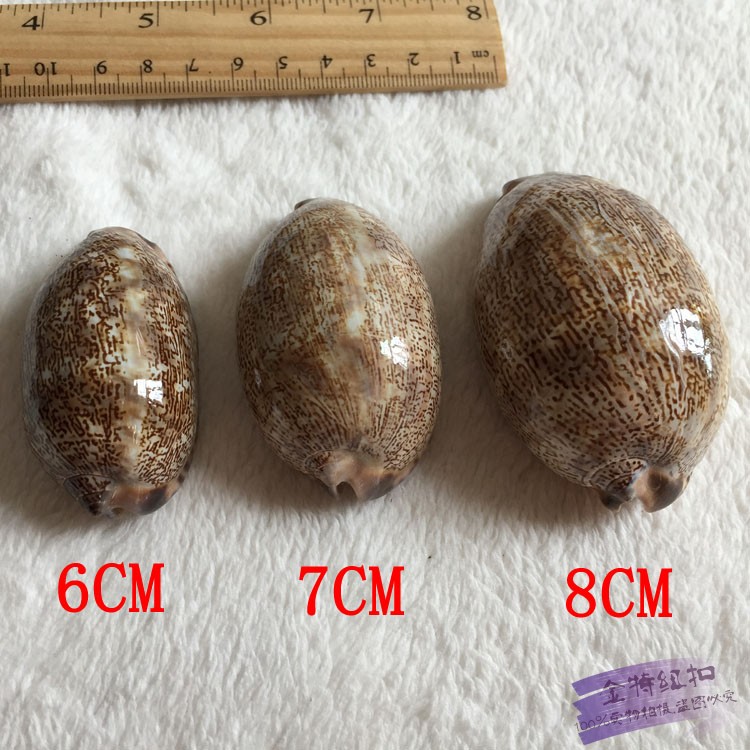 天然海螺贝壳摆件6-8C