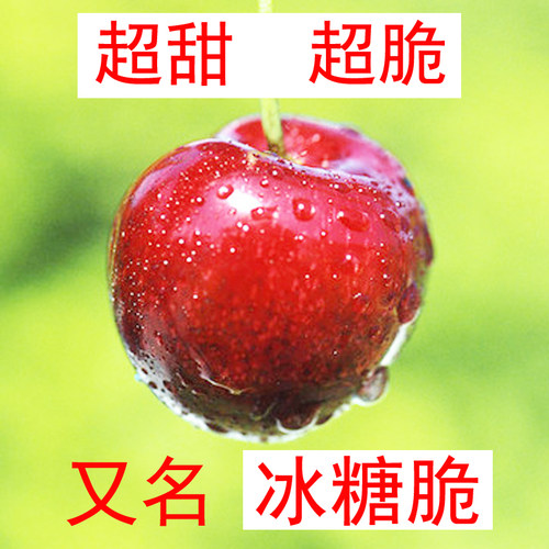 山东布鲁克斯大樱桃车厘子冰糖脆
