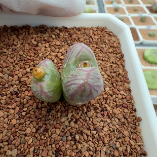 送奶工母本拆头