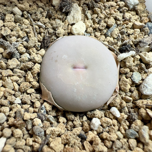 超级ｖ嘴非常扁1.5