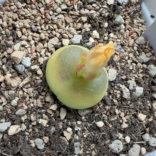 黄皮拉登杂黄花1.9