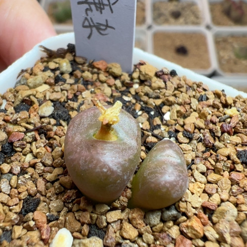 康菩提杂1.5