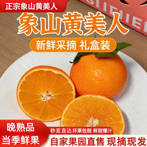 正宗象山黄美人柑橘应季新鲜采摘