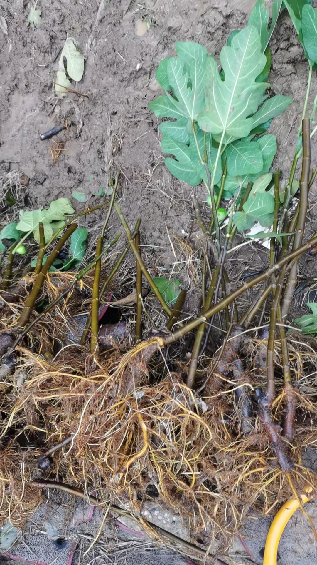 格莱斯无花果裸根苗粗度1公分左右高40公分左右现挖发货对版