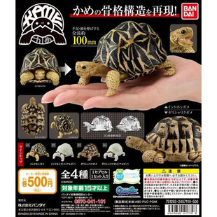 现货万代日本正版 生物大图鉴 龟类01 乌龟 闭壳龟 可动 手办扭蛋
