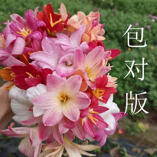 重瓣风雨兰种球庭院盆栽包对版