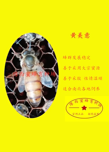 黄美意/意蜂蜂王 生产王 产卵王 .蜜王/新王. 蜂王,意蜂王