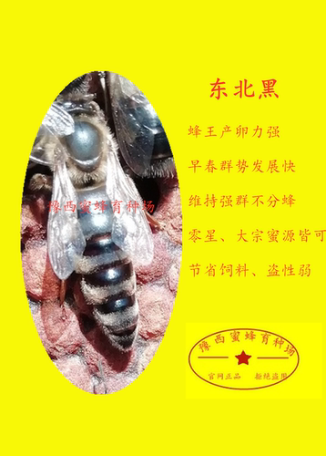 东北黑/意蜂蜂王 生产王 产卵王 .蜜王/新王. 蜂王活体,意蜂王