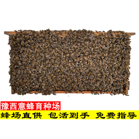 意蜂群有王群种蜂群意蜂王活体意蜂包邮笼蜂带王蜂群蜂疗蜜蜂