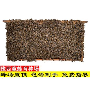 意蜂群有王群种蜂群意蜂王活体意蜂包邮笼蜂带王蜂群蜂疗蜜蜂