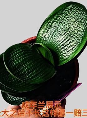 长春精品君子兰虎头王珍珠粗筋麻脸圆头宽叶和尚盆栽小苗对版发货
