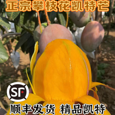 【顺丰发货】四川攀枝花凯特芒果新鲜水果香甜多汁（放软再吃）