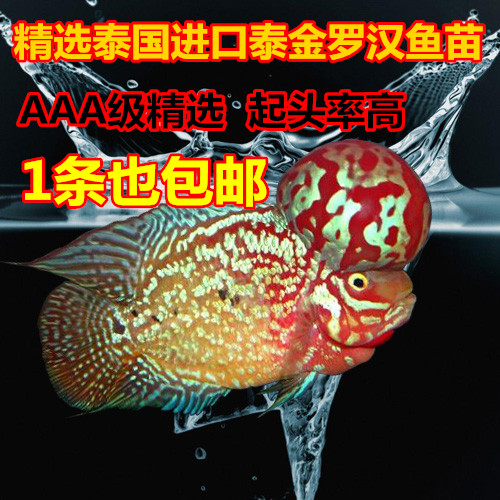 泰国进口泰金罗汉鱼苗精选高起头率花罗汉鱼鱼苗热带