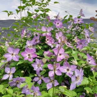 阳哥家的铁线莲黎明的天空三类晚花阳台盆栽庭院地栽爬藤花卉花苗