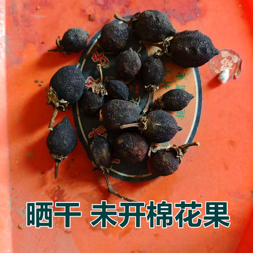 未开棉花果晒干棉花桃
