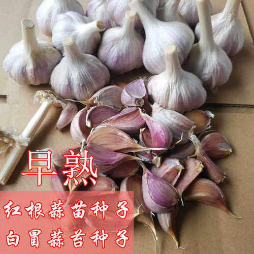 种植早熟红根蒜苗早熟白冒蒜苔硬杆紫皮小香蒜农家种植专用大蒜