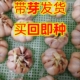 包邮 大蒜农家大蒜 阳台盆栽蒜苗种子可以发芽 水培大蒜种子四季