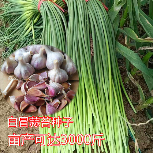 早熟蒜苔种子小香蒜白冒蒜苔种子