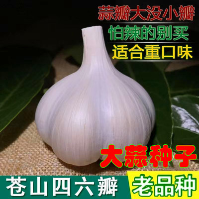 四六瓣大蒜正宗苍山46瓣种子