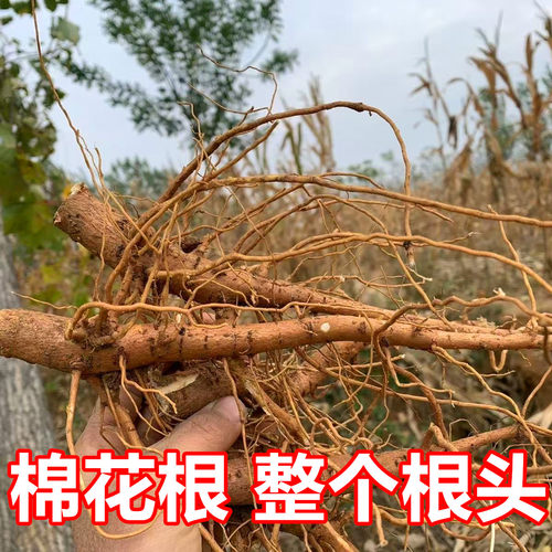 棉花根自然晾干过冬棉花根纯根头带须食用中草药土黄氏农家种植