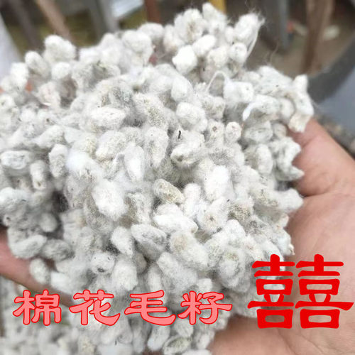 棉花籽结婚用当年新籽棉花籽带毛棉花子散装