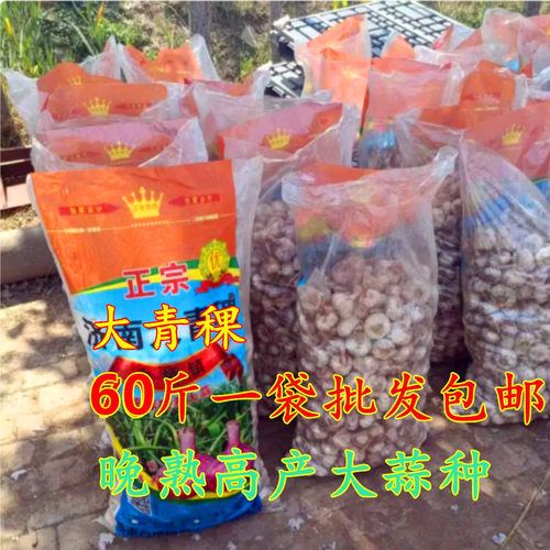 山东大青稞大蒜蒜种60斤批发包邮