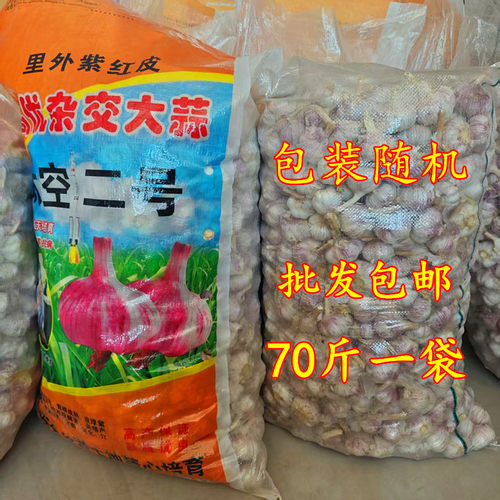 太空二号大蒜蒜种70斤包邮山东大蒜金乡中早熟紫红皮大蒜种批发