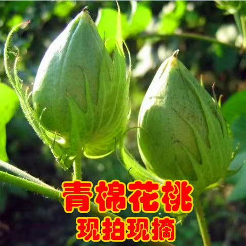青棉花桃未开棉花青桃青棉桃子偏方入药儿童DIY手工教学用农作物
