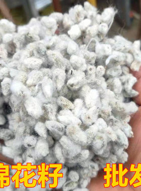 棉花籽批发当年新籽结婚用棉花籽偏方带毛棉花子喜庆用品习俗