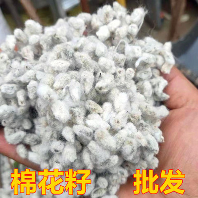 棉花籽批发当年新籽结婚用棉花籽偏方带毛棉花子喜庆用品习俗