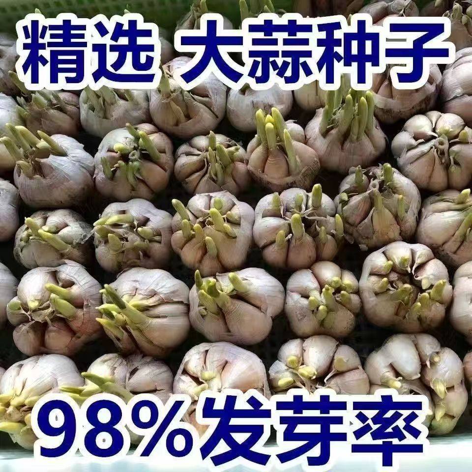 家庭蒜苗种子蒜黄种子水培大蒜蔬菜室内保证发芽大蒜种大蒜头