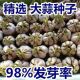 家庭蒜苗种子蒜黄种子水培大蒜蔬菜室内保证发芽大蒜种大蒜头