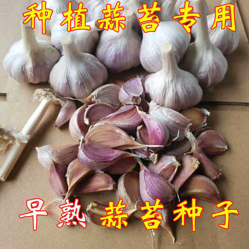 紫皮干蒜种子白冒蒜薹掰笨早蒜苔