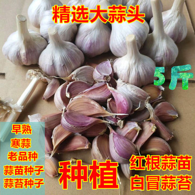 2025正宗紫皮种子早蒜白冒蒜苔大蒜红皮香蒜寒蒜蒜苔红根蒜苗批发