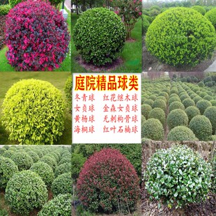 庭院绿化树苗球地栽红叶石楠大叶黄杨冬青红花继木小叶女贞茶梅花