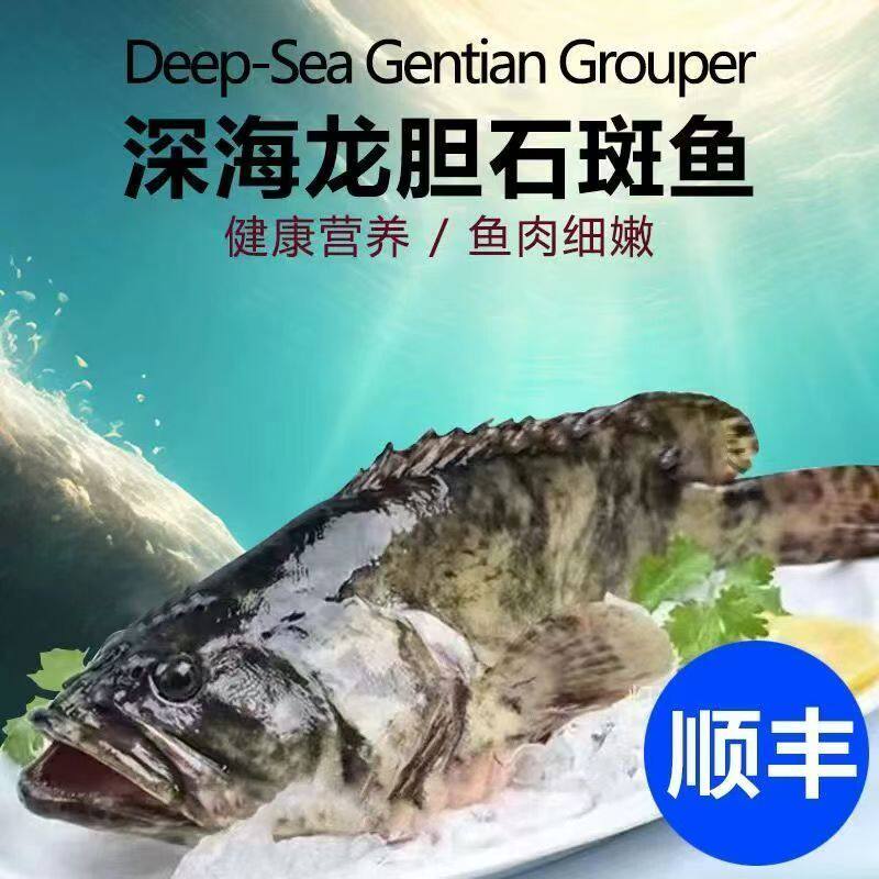 新鲜石斑鱼鲜活冷冻虎纹斑龙胆珍珠斑新鲜海鱼老虎斑鱼类海鲜水产
