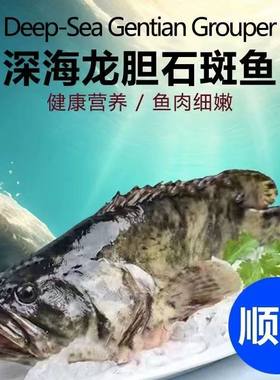 新鲜石斑鱼鲜活冷冻虎纹斑龙胆珍珠斑新鲜海鱼老虎斑鱼类海鲜水产