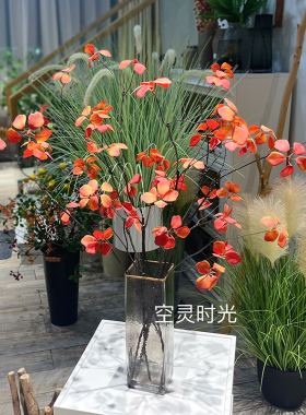 空灵时光观音莲树枝藤条