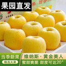 包邮 正宗特级烟台维纳斯苹果孕妇水果奶油当季 新鲜现摘黄苹果整箱