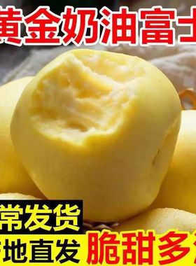 山东烟台黄金奶油富士苹果正宗栖霞孕妇水果当季绿色新鲜礼盒整箱