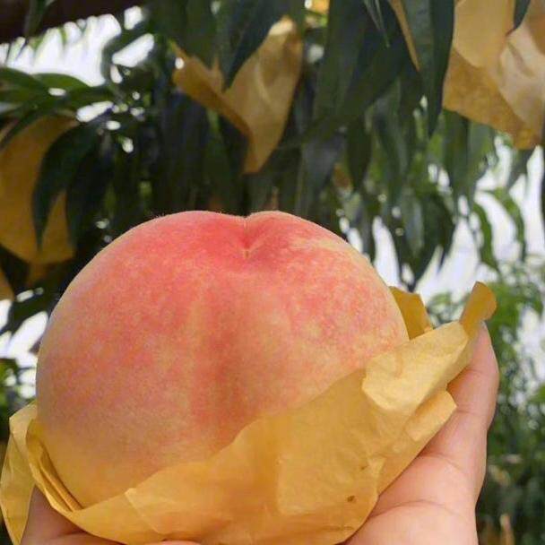 上海南汇水蜜桃水蜜桃南汇水蜜桃