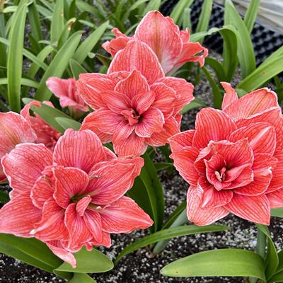 悠暖花开【胭脂】路风自育杂交朱顶红重瓣大花多年生阳台庭院种球