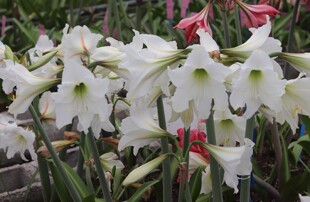 悠暖花开秋白月路风自育朱顶红淡香小花型原生杂交白肋球根