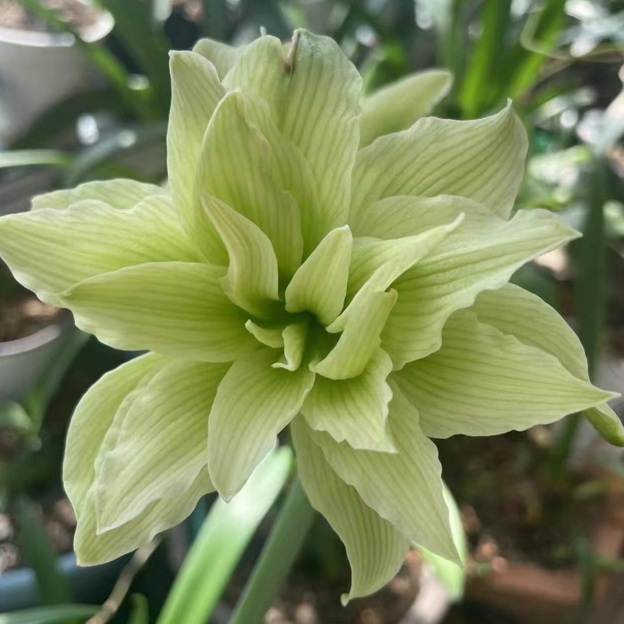 悠暖花开澳洲朱顶红种球双绿