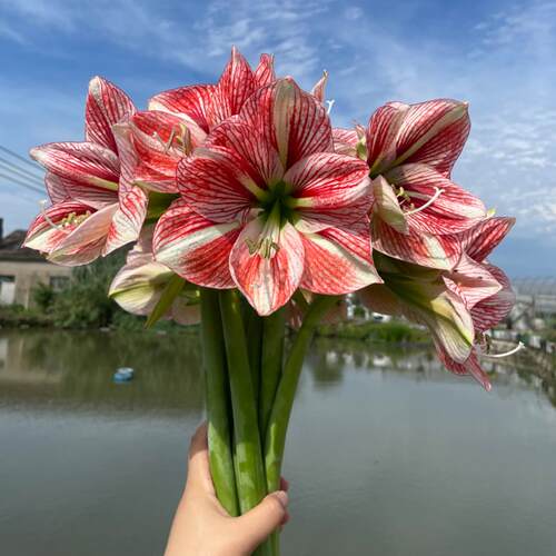 悠暖花开【血色天空】路风自育朱顶红多年生球根